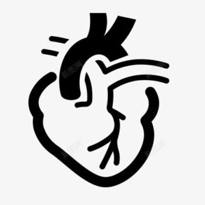 C cardiovascular system