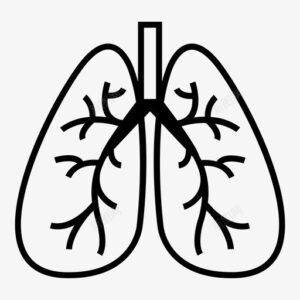 R Respiratory system