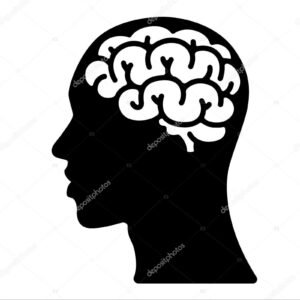 F cranial brain system